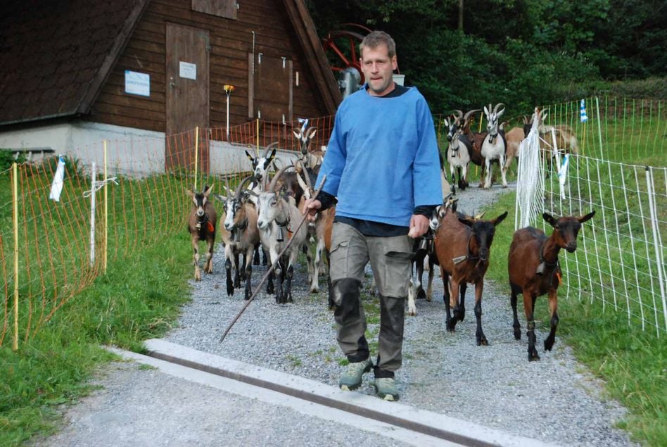 Kurt Zwicky junior begleitet die Ziegen zum Verlad auf den Viehtransporter