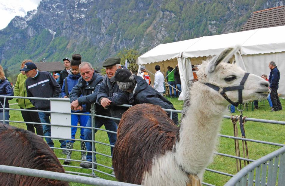 Auch Lamas sind eine gute Alternative für den Herdenschutz