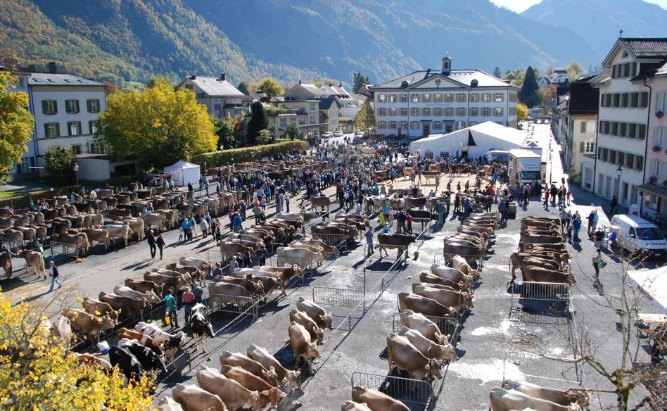 Impressionen vom diesjährigen Viehmarkt in Glarus. (Bilder: hasp)
