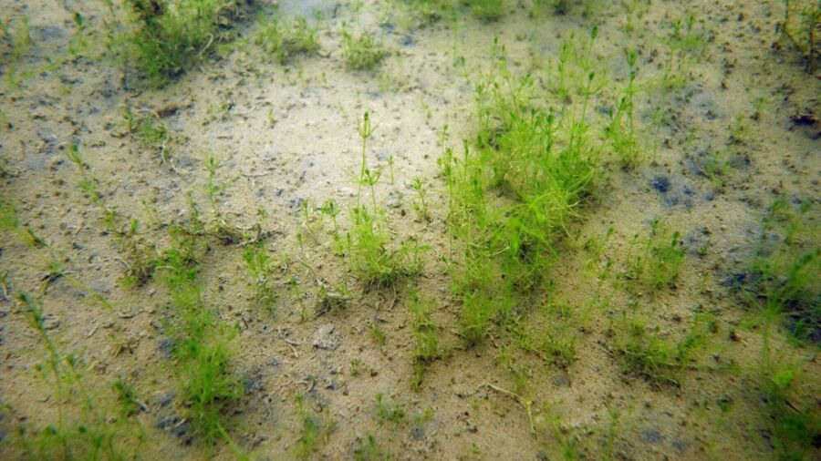 Auf dem 2019 mit Jutegewebe bedeckten Seegrund hat sich inzwischen Feinmaterial abgelagert, auf dem viele kleinwüchsige Armleuchteralgen und wenige grössere Pflanzen der Nuttalls Wasserpest wachsen •(Foto: Aquaplus)