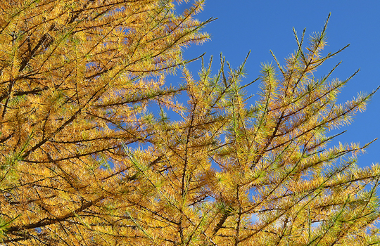 Herbst: golden oder grau | glarus24.ch